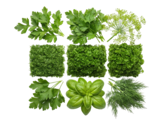 Fresh herbs arranged in a grid pattern.  Various types of leafy greens, including parsley, basil, and dill, are