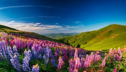 Obraz premium Vibrant Wild Lupine Hillside Under A Blue Sky High Quality