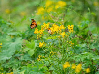 Monarch butterflies (*Danaus plexippus*)  rest and flutter among vibrant yellow wildflowers in a lush meadow