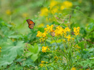 Monarch butterflies (*Danaus plexippus*)  rest and flutter among vibrant yellow wildflowers in a lush meadow