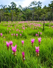 Pink wildflowers in a grassy field, under a cloudy sky. Lush greenery