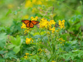 Monarch butterflies (*Danaus plexippus*)  rest and flutter among vibrant yellow wildflowers in a lush meadow