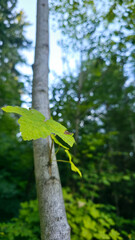 Fototapeta premium Young sapling trunk with a single green leaf in sharp focus against soft forest bokeh and pale sky. Minimal woodland macro capturing growth, resilience, and quiet spring light.