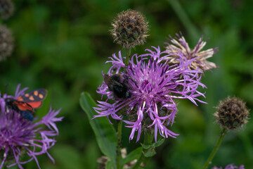 Flockenblumen mit Insekten