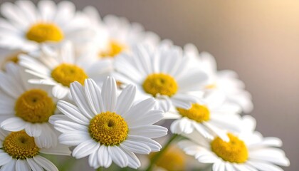 Close Up of White Daisies with Yellow Centers on Pastel Background