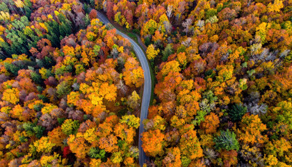Autumn forest aerial view with colorful orange, yellow, and green trees surrounding winding road, creating vibrant and peaceful natural landscape in fall season