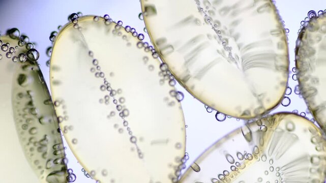 Macro footage of garlic oil supplement dissolve slowly in water