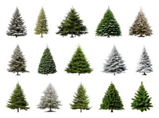 PNG Diverse evergreen trees collection, element set on transparent background