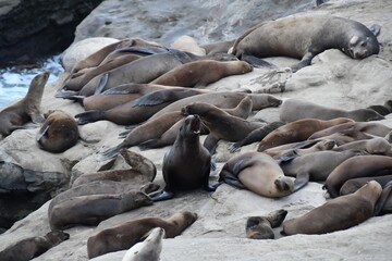 Sea Lions in La Jolla
