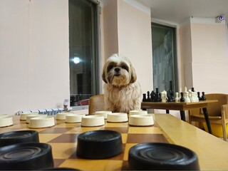 shih tzu dog plays checkers at a table
