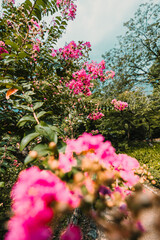 A vibrant cluster of pink flowers fills the foreground, with lush green leaves and other blooms blurring into the background against a bright sky.