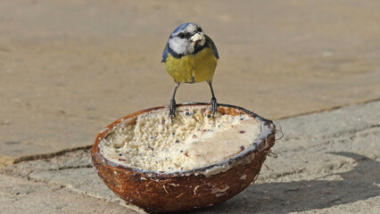 A Blue tit feeding on a Coconut Suet at a bird table in UK