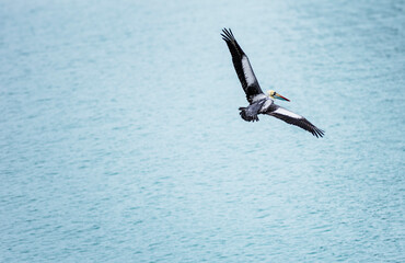 Brown Pelican (Pelecanus occidentalis) soar gracefully over a calm sea. 