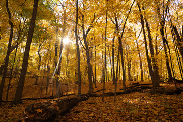 Fototapeta premium Forest during peak autumn color 