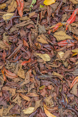 A heap of mostly alder and Eugenia dried leaves on the floor, in a farm in the eastern Andean mountains of central Colombia, near the Iguaque natural reserve.