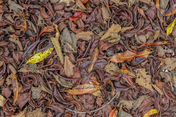 A heap of mostly alder and Eugenia dried leaves on the floor, in a farm in the eastern Andean mountains of central Colombia, near the Iguaque natural reserve.