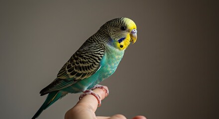 Fototapeta premium Budgerigar Perched on Finger: Vibrant Plumage, Gentle Light, Close-Up Portrait