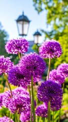 Obraz premium Close-up of vibrant purple allium flowers
