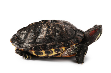 Beautiful turtle (Red-eared slider) on white background