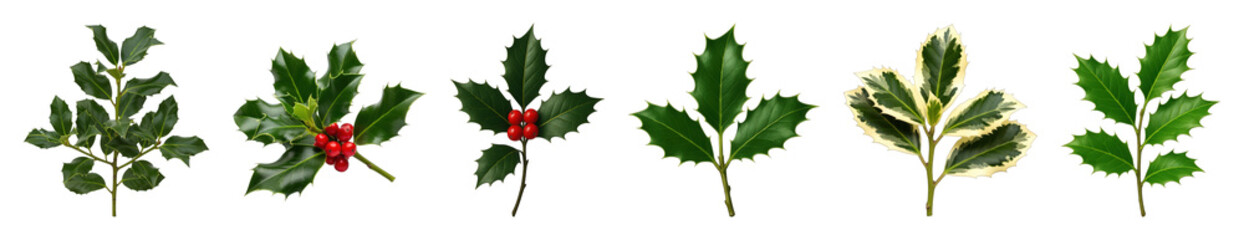 Holly set including various branches, leaves, berries, and variegated foliage isolated. Christmas and winter holiday decoration collection.