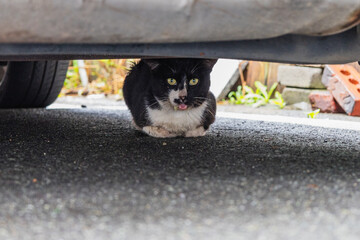 A sick and dirty homeless cat sits under the car. The animal with rabies in which saliva flows....