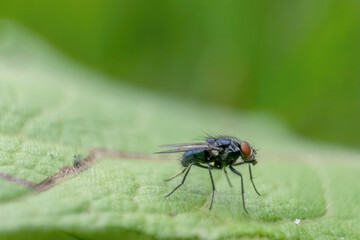 A fly resting on a leaf; macrophotography captured in a forest in the eastern Andean mountains of central Colombia near the Iguaque natural reserve.