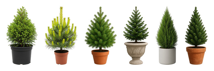 Potted evergreen plant set including various conifer types and pot styles isolated. Architectural design and landscaping elements.