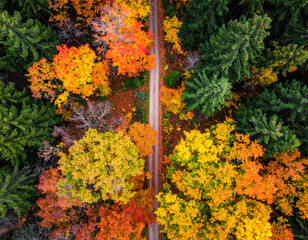 Drone view of narrow autumn path through forest with yellow and red canopy, geometric composition, 8k
