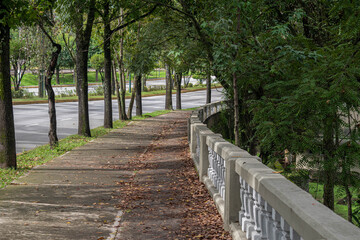 Serene Tree-Lined Pathway at Circuito Presidentes in Xalapa, Veracruz, Mexico
