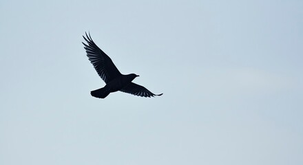 Obraz premium Solitary Bird in Flight Against a Pale Sky