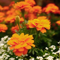 orange and yellow flowers