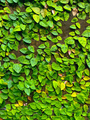 Vibrant green ivy leaves covering stone wall