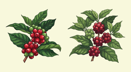 coffee plant and coffee fruit illustration template design