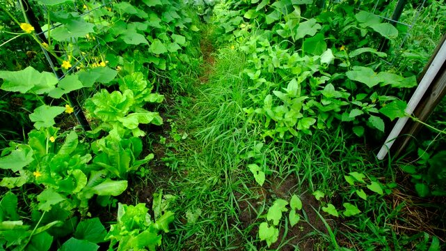 Slowly panning vertically of arch shaped trellis full of blooming cucumber plants while its vines climb or tangle to cattle panels