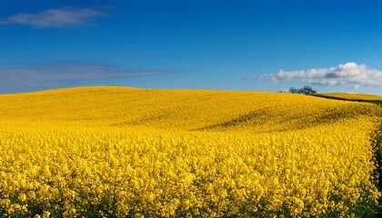 Obraz premium Vibrant Rapeseed Field In Full Bloom Under A Clear Blue Sky In Denmark