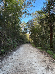 Bushwalk track with trees on a sunny day.