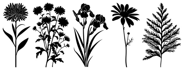 Fototapeta premium PNG Botanical silhouettes showcasing floral diversity, element set on transparent background