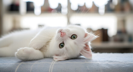 White cat lying on its back with its paws up and looking at the camera