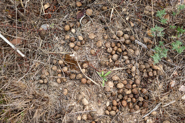 Mountain rabbit droppings on the ground