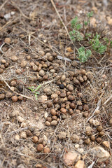 Mountain rabbit droppings on the ground