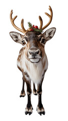 Fototapeta premium A charming reindeer adorned with festive ornaments, exuding holiday cheer.