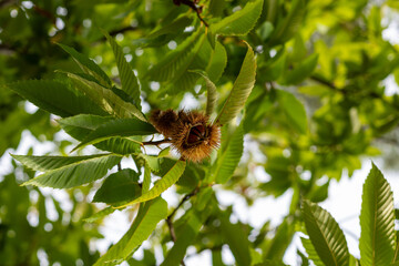Sweet chestnut fruit on a branch. Castanea sativa tree