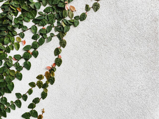 Green ivy vines climbing diagonally across a smooth white stucco wall