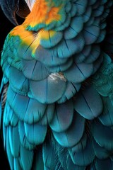 Fototapeta premium Close-up of vibrant blue and yellow feathers with detailed texture and overlapping layers creating a rich, colorful pattern