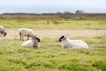 Fototapeta premium Sheep laying in grassy field 