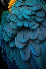 Obraz premium Close-up view of vibrant blue and yellow feathers with intricate texture and layering, showcasing the detailed pattern of a bird's plumage