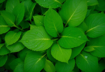 Close-up view of lush green leaves with water droplets on a natural background