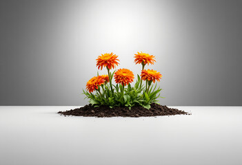 Close-up of vibrant orange flowers growing in a pile of dark soil against a gradient gray background with a studio lighting effect.