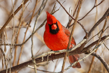 Beautiful Northern Cardinal perched on a tree branch and looking at the camera