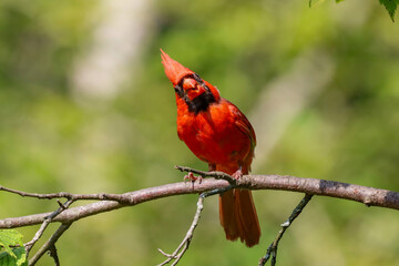 Northern Cardinal perched on a tree branch and posing